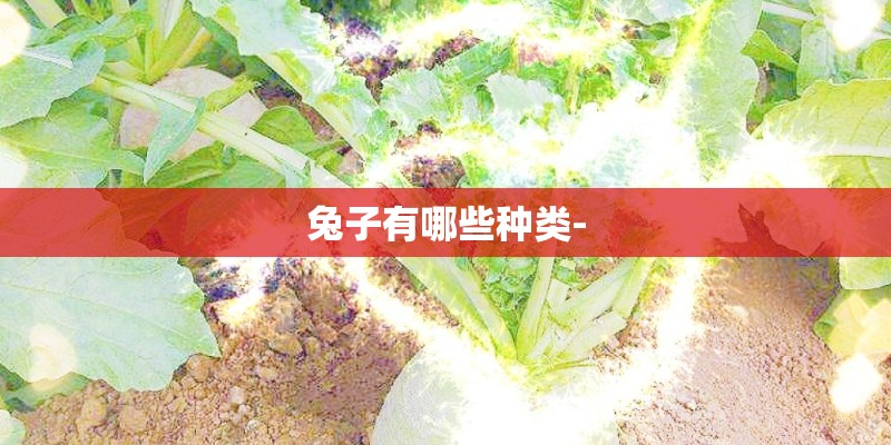 兔子有哪些种类-