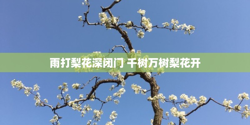 雨打梨花深闭门 千树万树梨花开