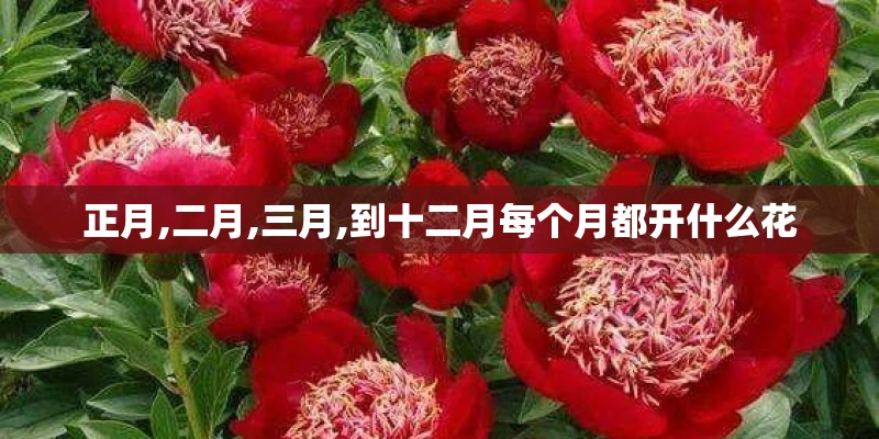 正月,二月,三月,到十二月每个月都开什么花