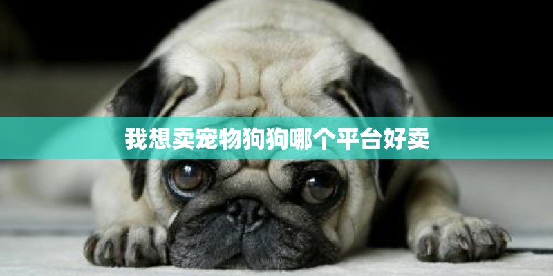 我想卖宠物狗狗哪个平台好卖