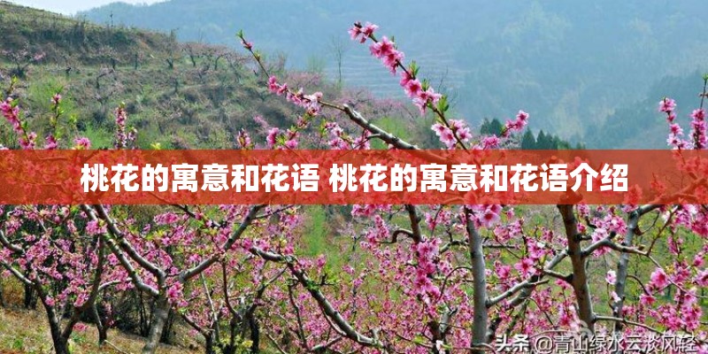 桃花的寓意和花语 桃花的寓意和花语介绍
