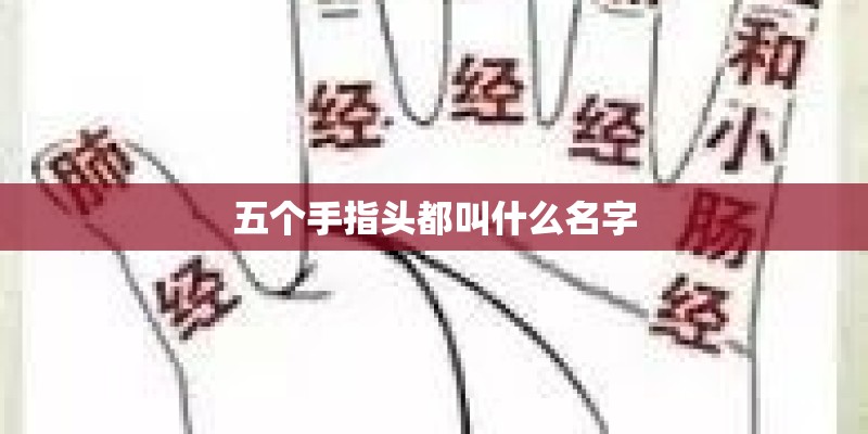 五个手指头都叫什么名字