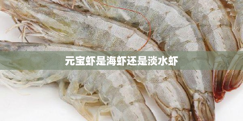 元宝虾是海虾还是淡水虾
