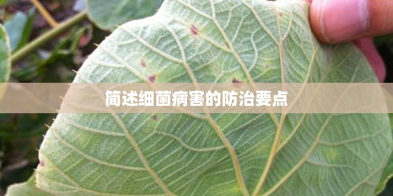 简述细菌病害的防治要点