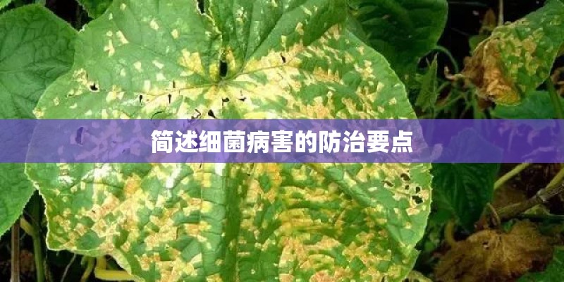 简述细菌病害的防治要点