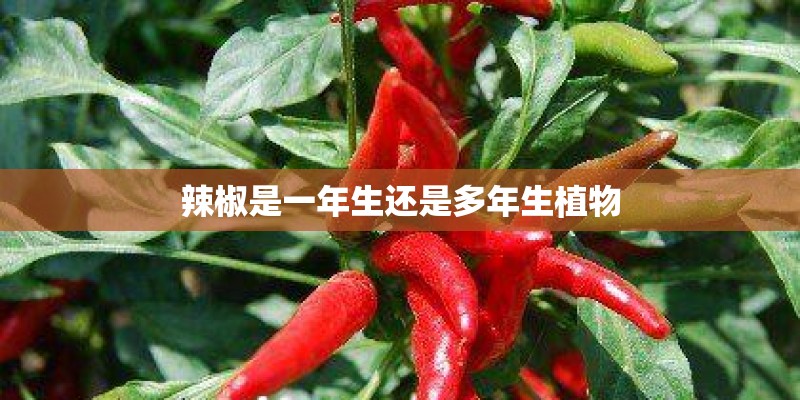 辣椒是一年生还是多年生植物