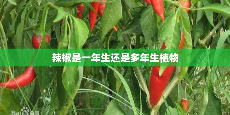 辣椒是一年生还是多年生植物