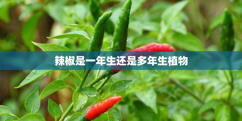 辣椒是一年生还是多年生植物