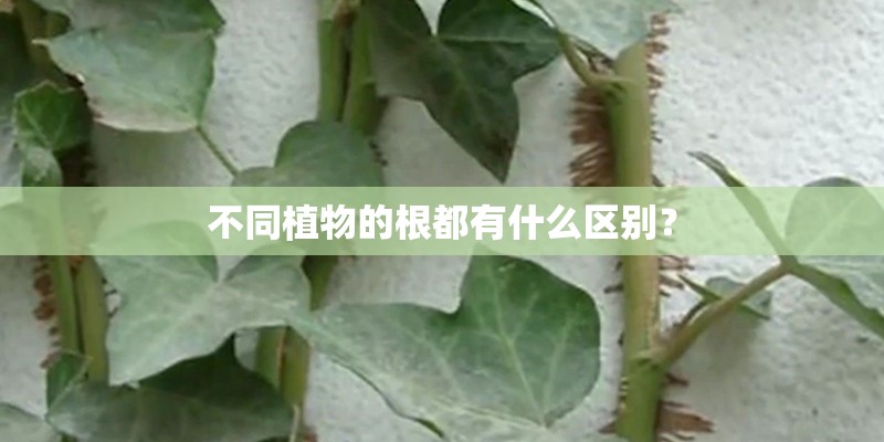不同植物的根都有什么区别？