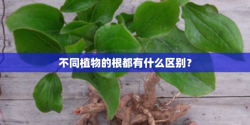 不同植物的根都有什么区别？