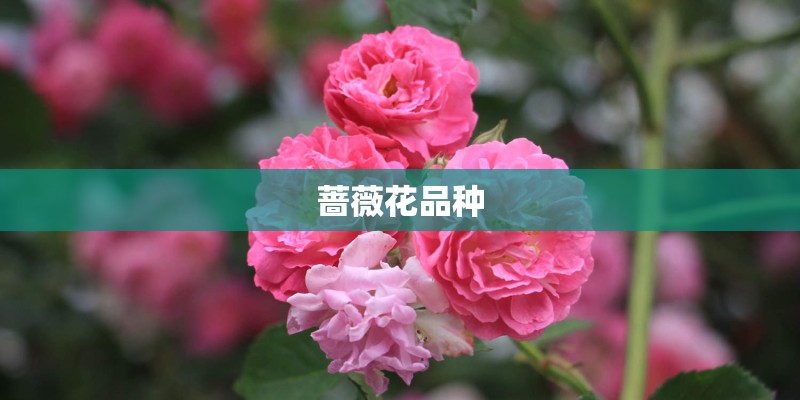 蔷薇花品种