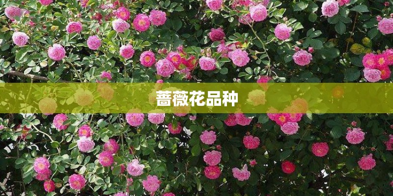 蔷薇花品种