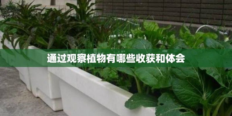通过观察植物有哪些收获和体会