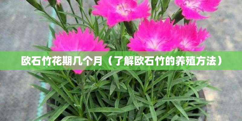 欧石竹花期几个月（了解欧石竹的养殖方法）