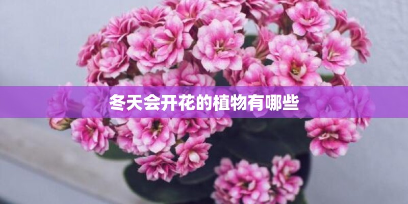 冬天会开花的植物有哪些