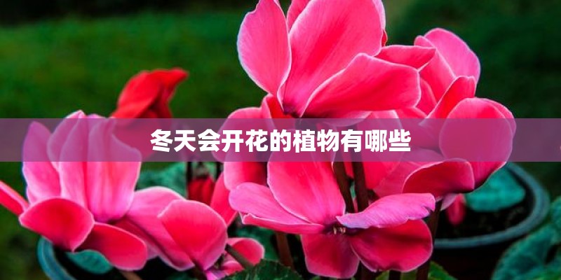 冬天会开花的植物有哪些