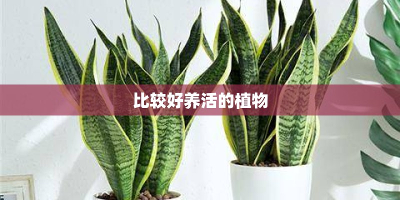 比较好养活的植物