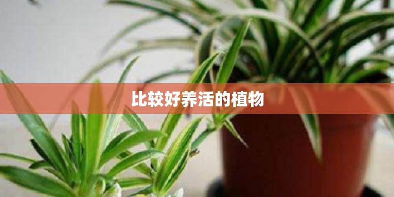 比较好养活的植物