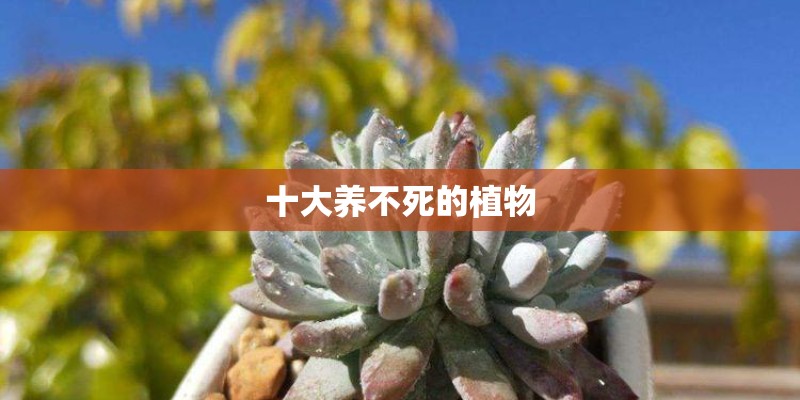 十大养不死的植物