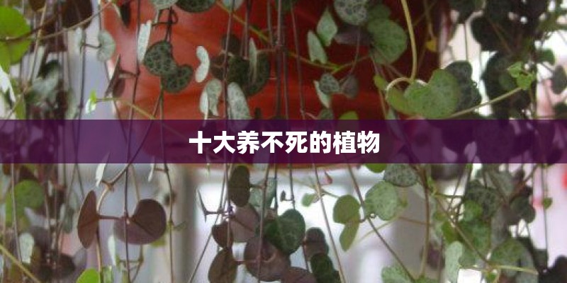 十大养不死的植物