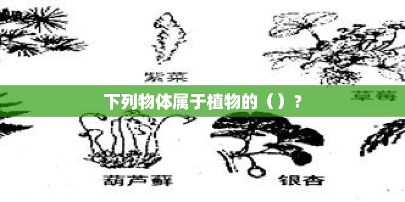 下列物体属于植物的（）？