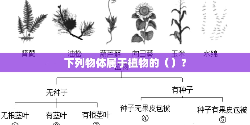 下列物体属于植物的（）？