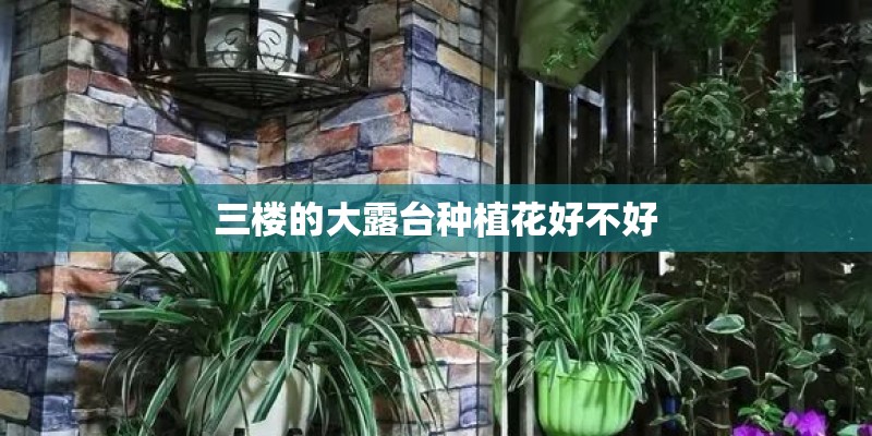 三楼的大露台种植花好不好