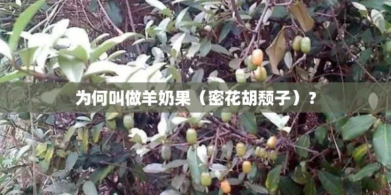 为何叫做羊奶果（密花胡颓子）？