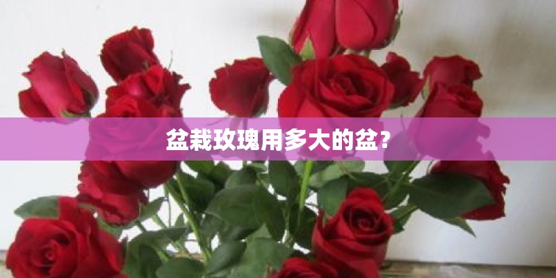盆栽玫瑰用多大的盆？