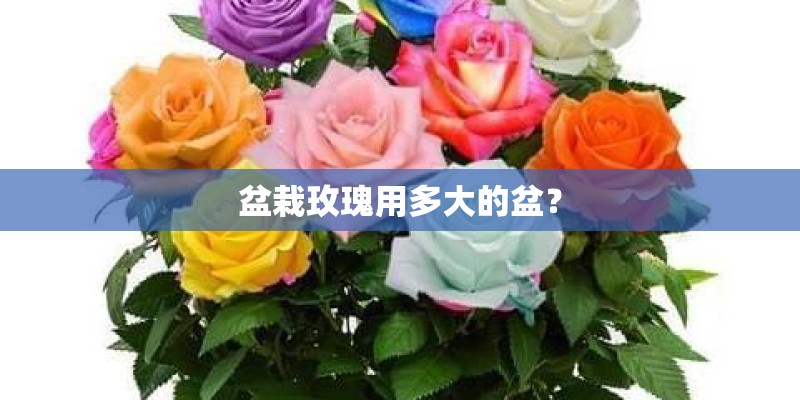 盆栽玫瑰用多大的盆？