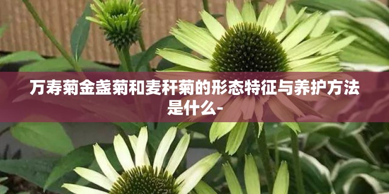 万寿菊金盏菊和麦秆菊的形态特征与养护方法是什么-