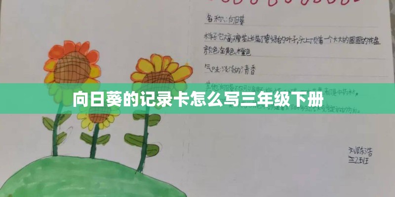 向日葵的记录卡怎么写三年级下册