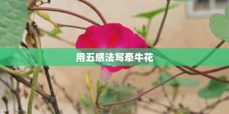 用五感法写牵牛花