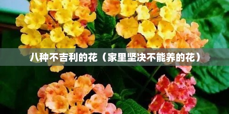 八种不吉利的花（家里坚决不能养的花）
