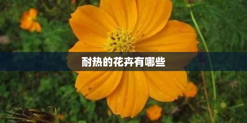 耐热的花卉有哪些