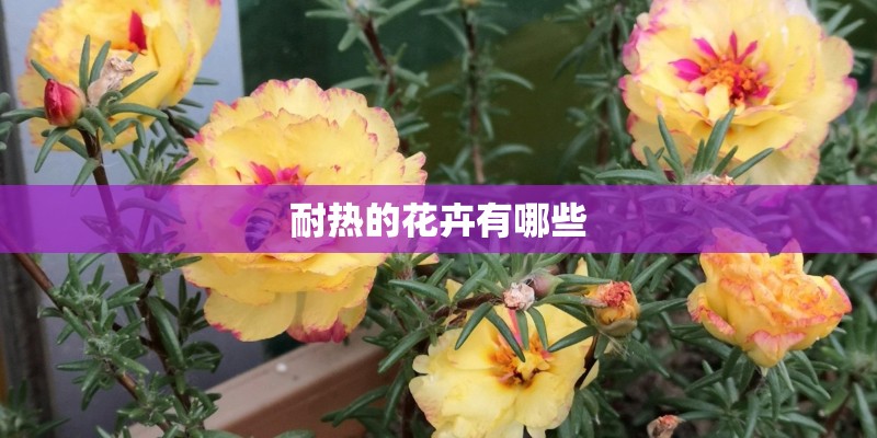 耐热的花卉有哪些