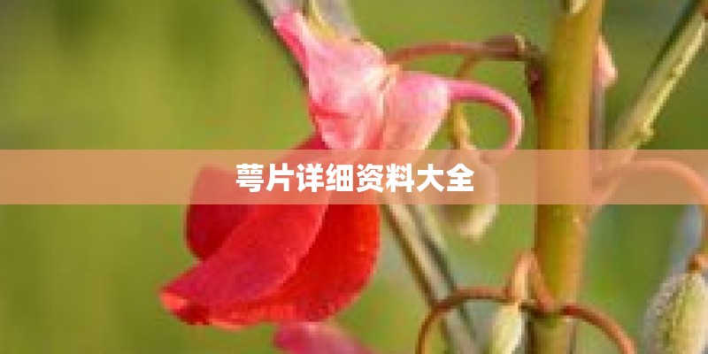 萼片详细资料大全