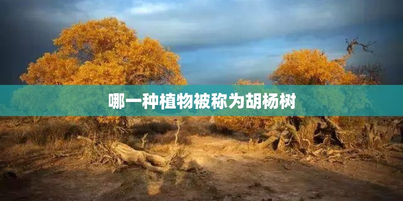 哪一种植物被称为胡杨树