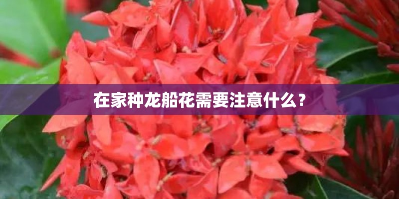在家种龙船花需要注意什么？
