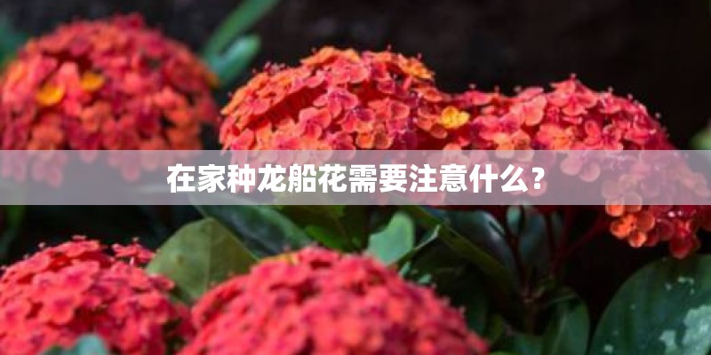 在家种龙船花需要注意什么？