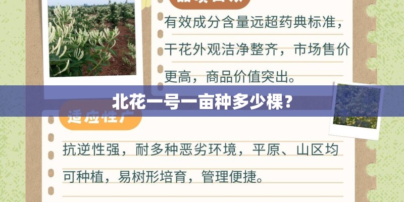 北花一号一亩种多少棵？