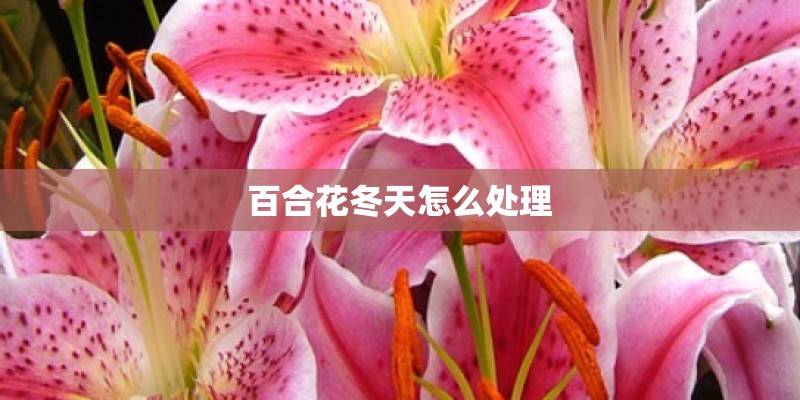 百合花冬天怎么处理