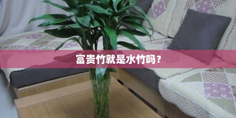 富贵竹就是水竹吗？