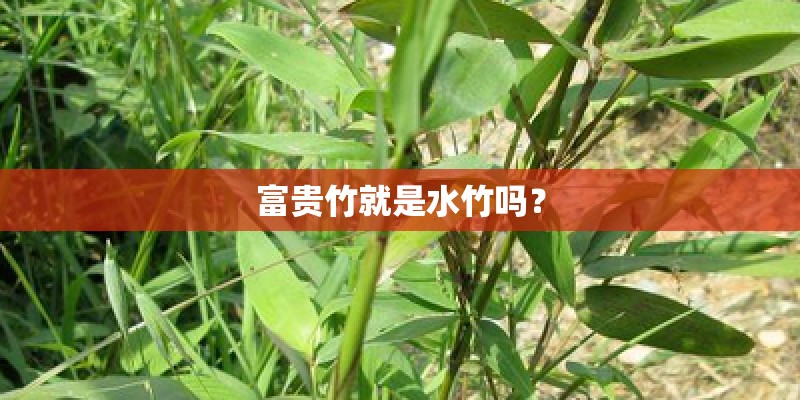 富贵竹就是水竹吗？