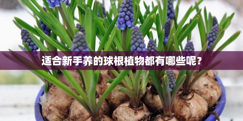 适合新手养的球根植物都有哪些呢？