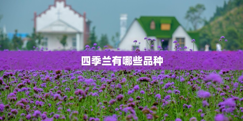 四季兰有哪些品种