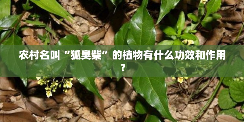 农村名叫“狐臭柴”的植物有什么功效和作用？
