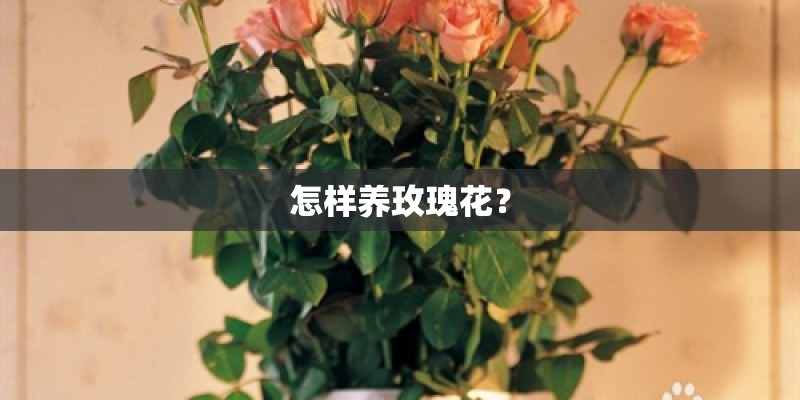 怎样养玫瑰花？
