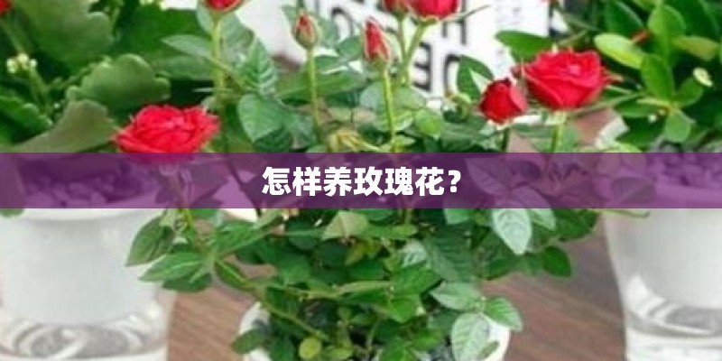 怎样养玫瑰花？