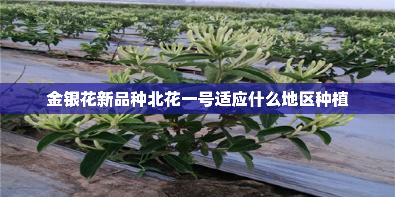 金银花新品种北花一号适应什么地区种植